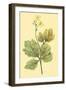 Chelidonium Majus-null-Framed Art Print