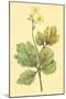 Chelidonium Majus-null-Mounted Art Print