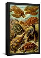 Chelonia Nature Art Print Poster by Ernst Haeckel-null-Framed Poster