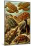 Chelonia Nature Art Print Poster by Ernst Haeckel-null-Mounted Poster