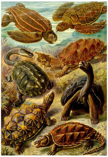 Poster, , large