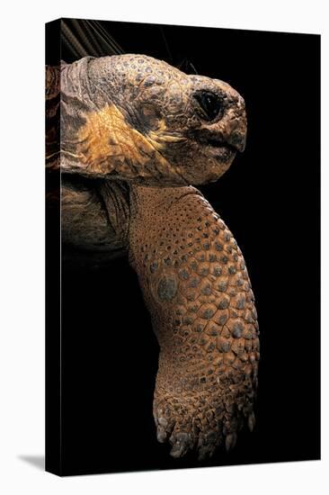 Chelonoidis Nigra (Charles Island Giant Tortoise)-Paul Starosta-Stretched Canvas