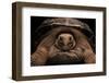 Chelonoidis Nigra (Charles Island Giant Tortoise)-Paul Starosta-Framed Photographic Print