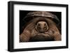 Chelonoidis Nigra (Charles Island Giant Tortoise)-Paul Starosta-Framed Photographic Print