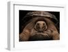 Chelonoidis Nigra (Charles Island Giant Tortoise)-Paul Starosta-Framed Photographic Print