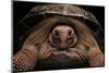 Chelonoidis Nigra (Charles Island Giant Tortoise)-Paul Starosta-Mounted Photographic Print