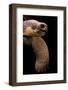 Chelonoidis Nigra (Charles Island Giant Tortoise)-Paul Starosta-Framed Photographic Print