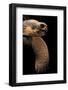 Chelonoidis Nigra (Charles Island Giant Tortoise)-Paul Starosta-Framed Photographic Print