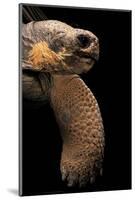 Chelonoidis Nigra (Charles Island Giant Tortoise)-Paul Starosta-Mounted Photographic Print