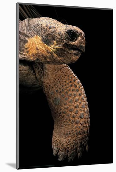 Chelonoidis Nigra (Charles Island Giant Tortoise)-Paul Starosta-Mounted Photographic Print