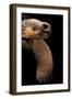 Chelonoidis Nigra (Charles Island Giant Tortoise)-Paul Starosta-Framed Photographic Print