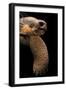 Chelonoidis Nigra (Charles Island Giant Tortoise)-Paul Starosta-Framed Photographic Print