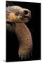 Chelonoidis Nigra (Charles Island Giant Tortoise)-Paul Starosta-Mounted Photographic Print