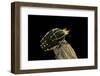Chelorrhina Polyphemus (Flower Beetle)-Paul Starosta-Framed Photographic Print