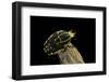 Chelorrhina Polyphemus (Flower Beetle)-Paul Starosta-Framed Photographic Print