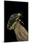 Chelorrhina Polyphemus (Flower Beetle)-Paul Starosta-Mounted Photographic Print