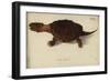 Chelydra Serpentina, before 1792-Friedrich Wilhelm Wunder-Framed Giclee Print