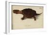 Chelydra Serpentina, before 1792-Friedrich Wilhelm Wunder-Framed Giclee Print