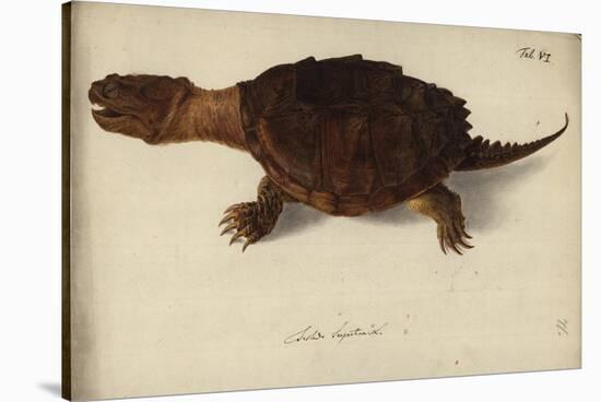 Chelydra Serpentina, before 1792-Friedrich Wilhelm Wunder-Stretched Canvas