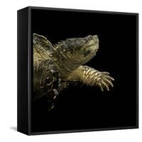 Chelydra Serpentina (Common Snapping Turtle)-Paul Starosta-Framed Stretched Canvas