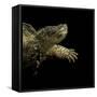 Chelydra Serpentina (Common Snapping Turtle)-Paul Starosta-Framed Stretched Canvas