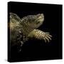 Chelydra Serpentina (Common Snapping Turtle)-Paul Starosta-Stretched Canvas