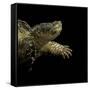 Chelydra Serpentina (Common Snapping Turtle)-Paul Starosta-Framed Stretched Canvas