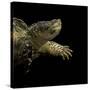 Chelydra Serpentina (Common Snapping Turtle)-Paul Starosta-Stretched Canvas