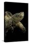 Chelydra Serpentina (Common Snapping Turtle)-Paul Starosta-Stretched Canvas