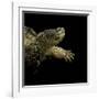 Chelydra Serpentina (Common Snapping Turtle)-Paul Starosta-Framed Photographic Print