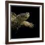 Chelydra Serpentina (Common Snapping Turtle)-Paul Starosta-Framed Photographic Print