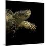 Chelydra Serpentina (Common Snapping Turtle)-Paul Starosta-Mounted Photographic Print