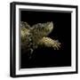 Chelydra Serpentina (Common Snapping Turtle)-Paul Starosta-Framed Photographic Print