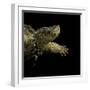 Chelydra Serpentina (Common Snapping Turtle)-Paul Starosta-Framed Photographic Print