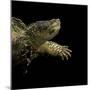 Chelydra Serpentina (Common Snapping Turtle)-Paul Starosta-Mounted Photographic Print