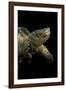 Chelydra Serpentina (Common Snapping Turtle)-Paul Starosta-Framed Photographic Print