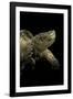 Chelydra Serpentina (Common Snapping Turtle)-Paul Starosta-Framed Photographic Print