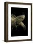 Chelydra Serpentina (Common Snapping Turtle)-Paul Starosta-Framed Photographic Print