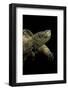 Chelydra Serpentina (Common Snapping Turtle)-Paul Starosta-Framed Photographic Print