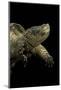 Chelydra Serpentina (Common Snapping Turtle)-Paul Starosta-Mounted Photographic Print