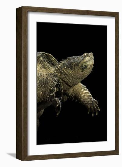 Chelydra Serpentina (Common Snapping Turtle)-Paul Starosta-Framed Photographic Print