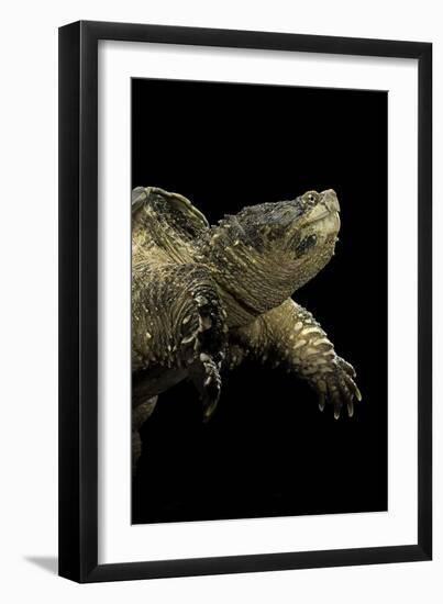 Chelydra Serpentina (Common Snapping Turtle)-Paul Starosta-Framed Photographic Print