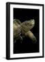 Chelydra Serpentina (Common Snapping Turtle)-Paul Starosta-Framed Photographic Print