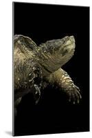 Chelydra Serpentina (Common Snapping Turtle)-Paul Starosta-Mounted Photographic Print