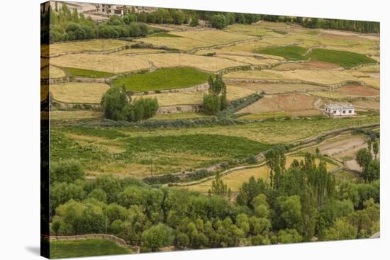 Chemde Monastery, near Karu, Corn Field around Monastery-Guido Cozzi-Stretched Canvas