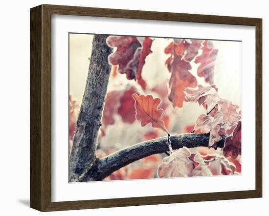 Chene and Light-Philippe Sainte-Laudy-Framed Photographic Print