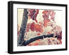 Chene and Light-Philippe Sainte-Laudy-Framed Photographic Print