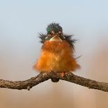 Against Wind-Cheng Chang-Photographic Print