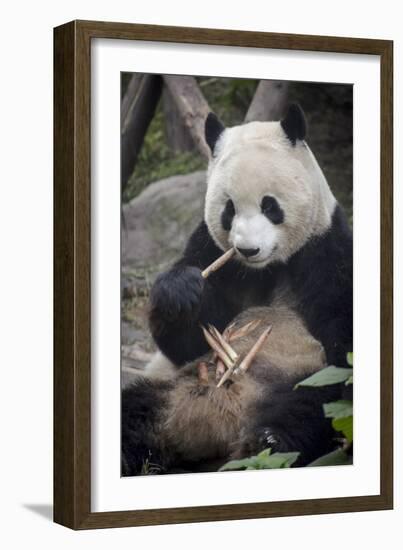 Chengdu Research Base of Giant Panda Breeding, Chengdu, Sichuan Province, China, Asia-Michael Snell-Framed Photographic Print