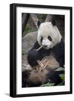 Chengdu Research Base of Giant Panda Breeding, Chengdu, Sichuan Province, China, Asia-Michael Snell-Framed Photographic Print